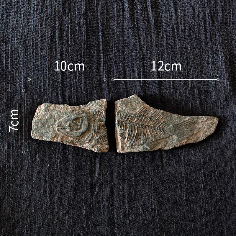 DecorBites™ Fossil Series Art Refrigerator Stickers: Fish Bone Beetle Marine Insect Specimen