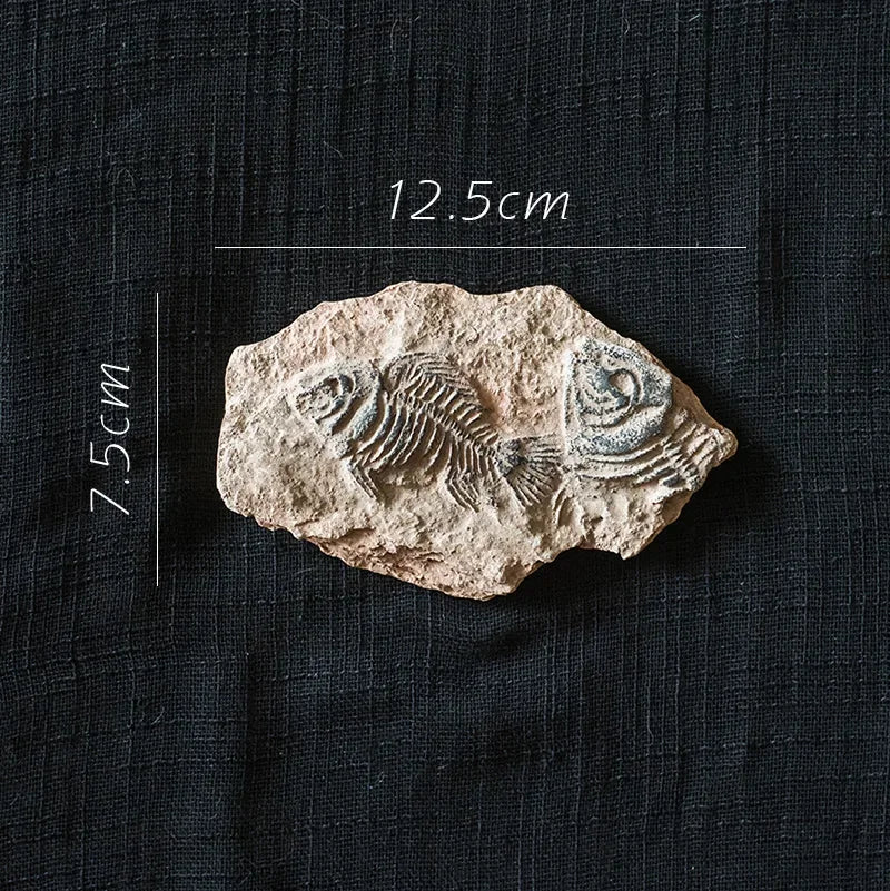 DecorBites™ Fossil Series Art Refrigerator Stickers: Fish Bone Beetle Marine Insect Specimen