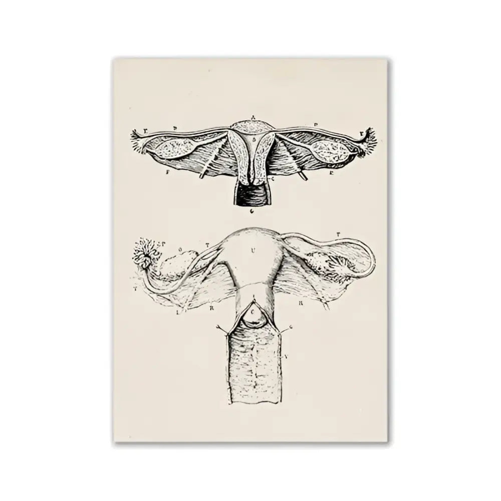 Anatomy Art Print Vintage Illustration