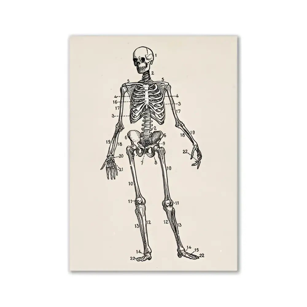 Anatomy Art Print Vintage Illustration