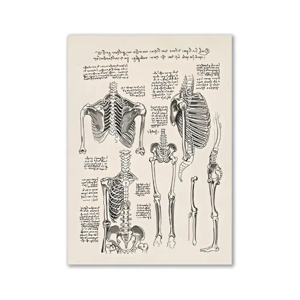 Decorbites™ anatomy art print featuring a vintage medical science anatomical skeleton diagram in sepia tones on cream paper