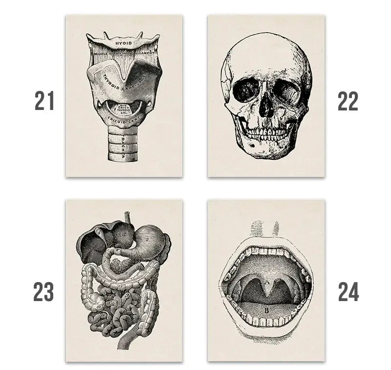 Anatomy Art Print Vintage Illustration