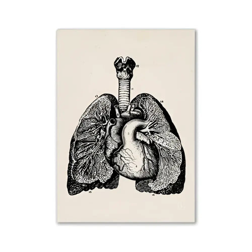 Decorbites™ anatomy art print vintage medical science black and white lungs and heart on cream canvas