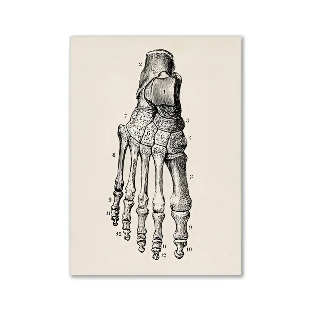 Anatomy Art Print Vintage Poster