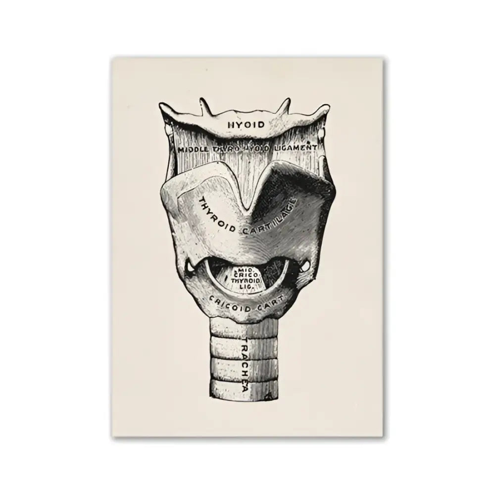 DecorBites™ anatomy art print vintage human larynx illustration in black ink on beige textured paper background