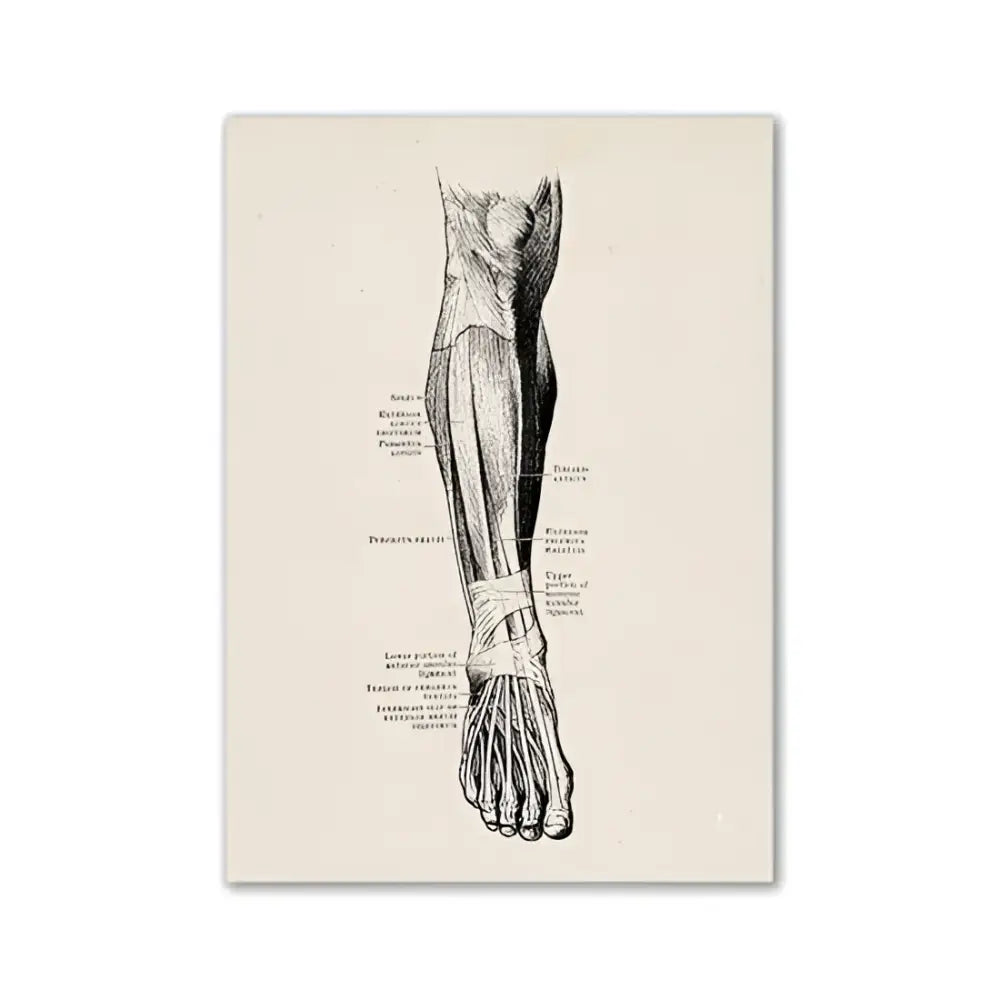 Anatomy art print of a vintage human lower leg and foot in detailed black ink on textured off-white paper by DecorBites
