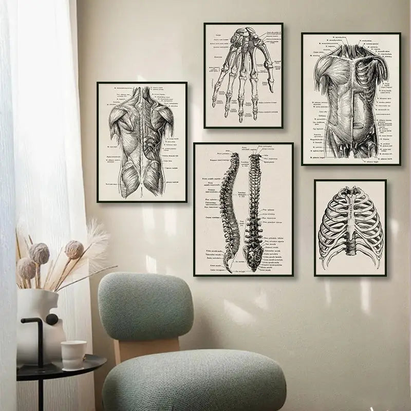 Anatomy Art Print Vintage Poster