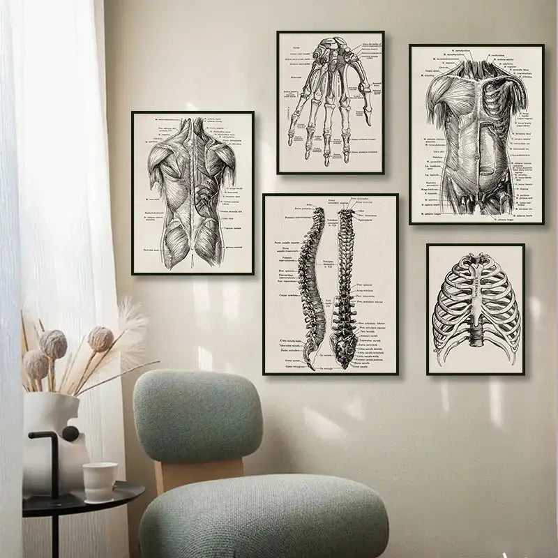 Set of five framed DecorBites anatomy art print posters featuring vintage human anatomy in black and white illustrations