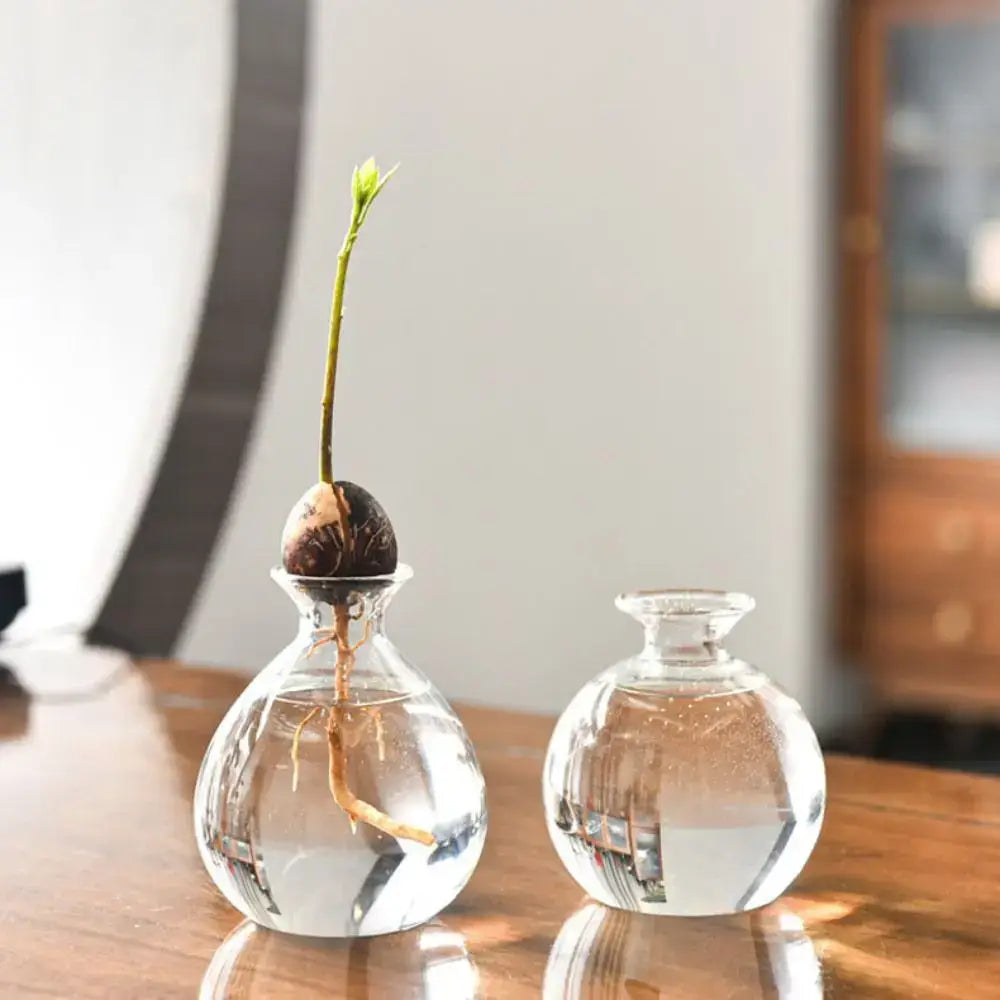 Clear glass hydroponic vase holding an avocado seed starter with visible roots and green shoot for sprouting plants