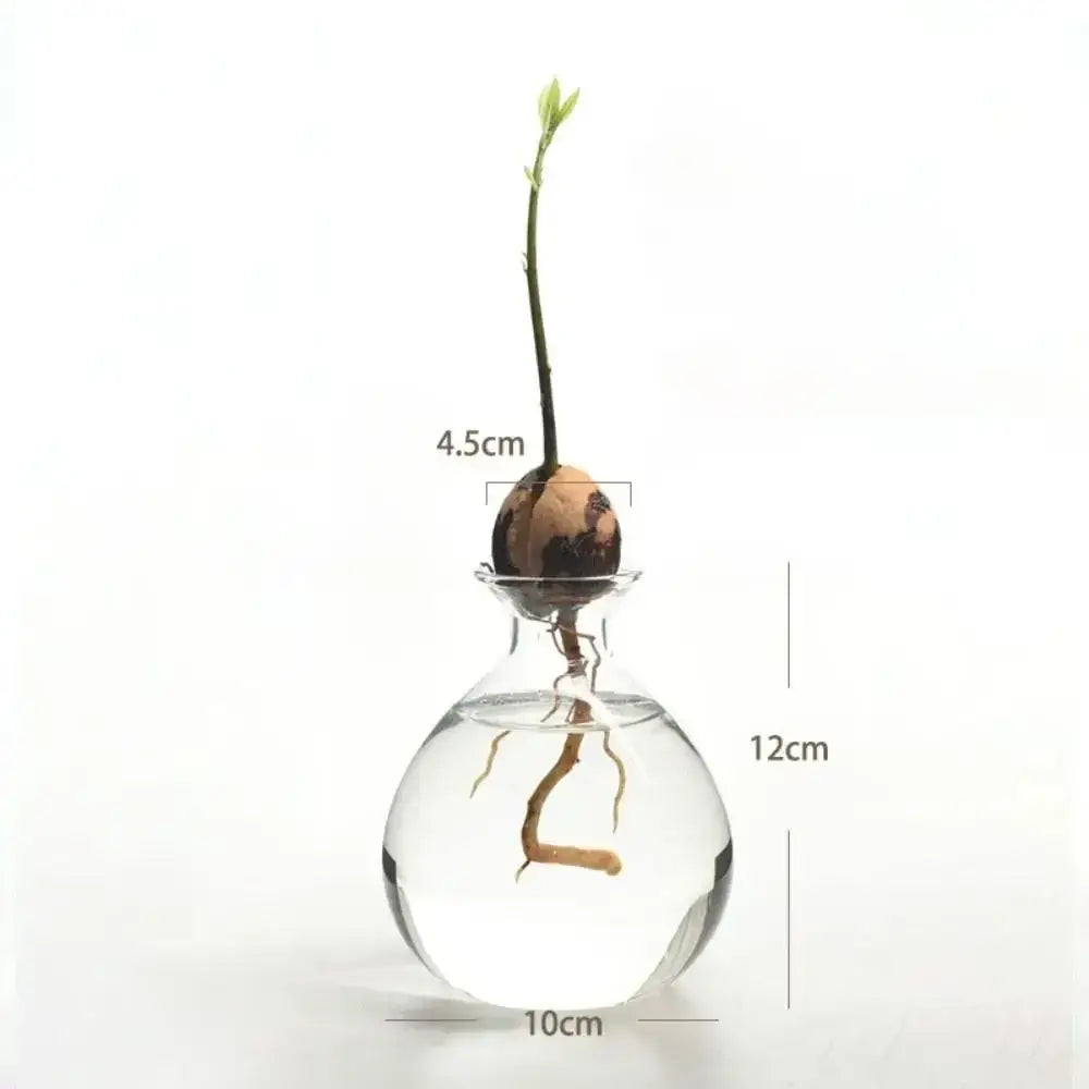 Avocado Seed Starter Hydroponic Vase