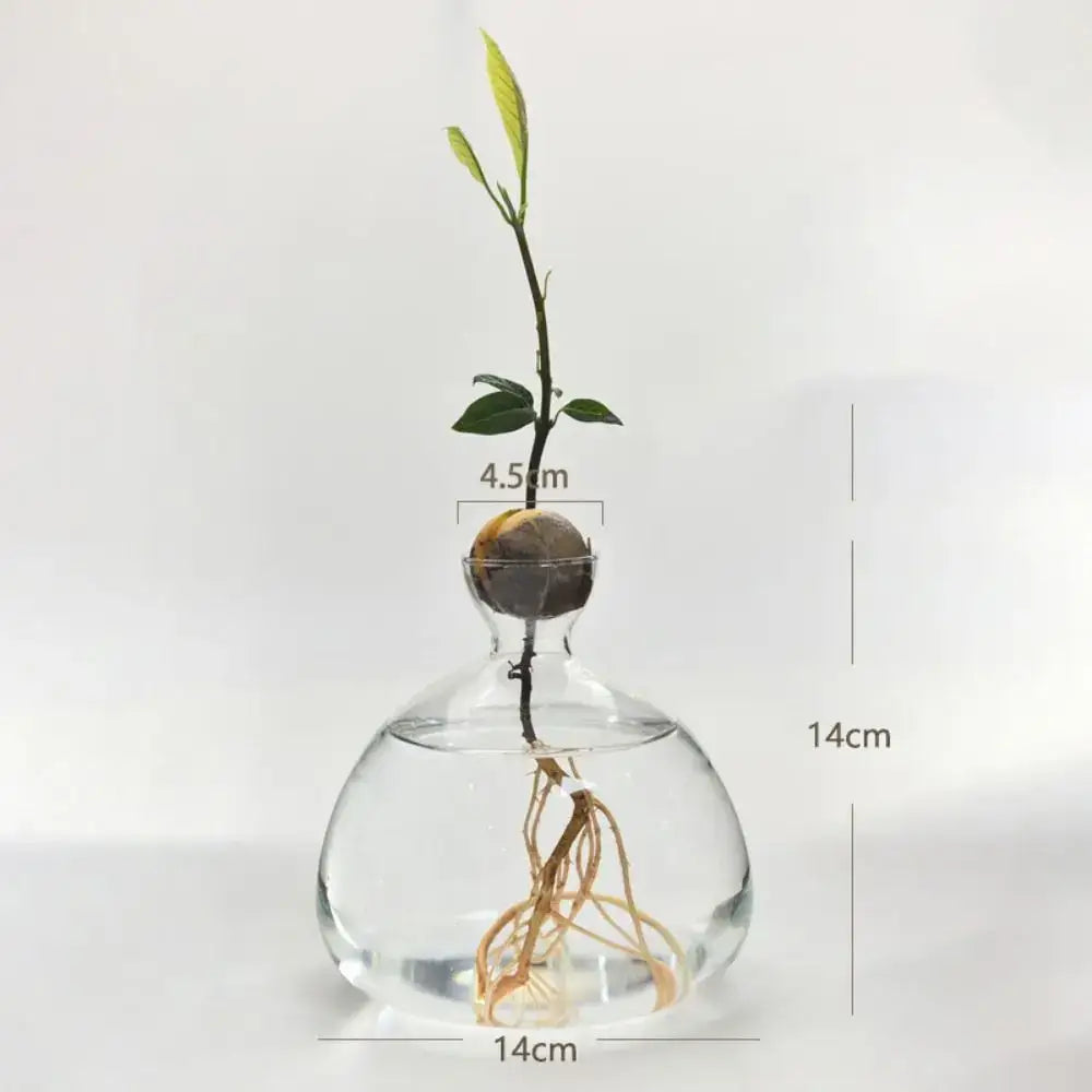 A clear glass hydroponic vase with bulbous base holding an avocado seed starter sprout with green leaves and roots