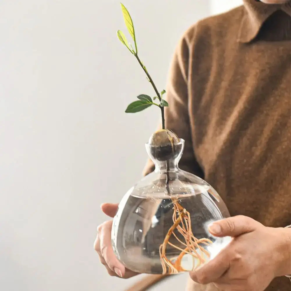 Avocado Seed Starter Hydroponic Vase