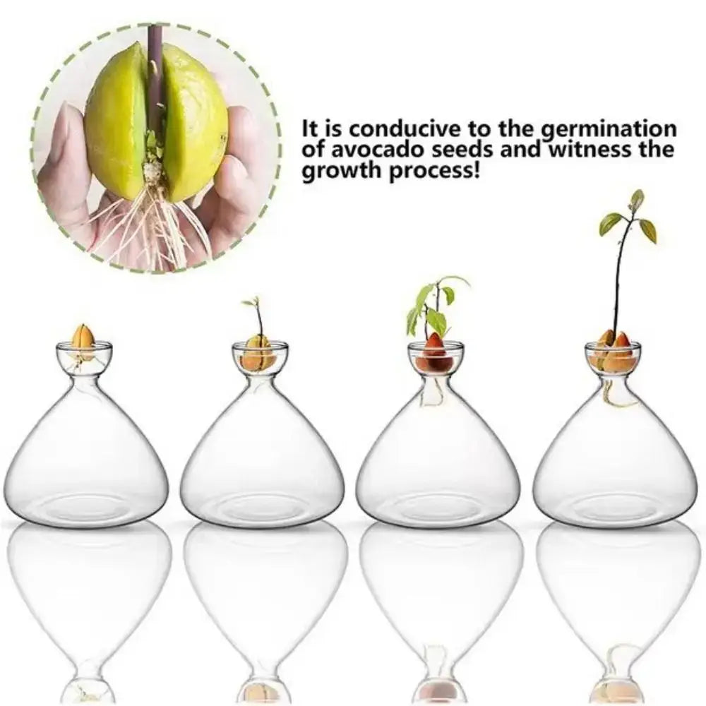 Clear glass hydroponic vases with rounded bodies and narrow necks holding developing avocado seed starters