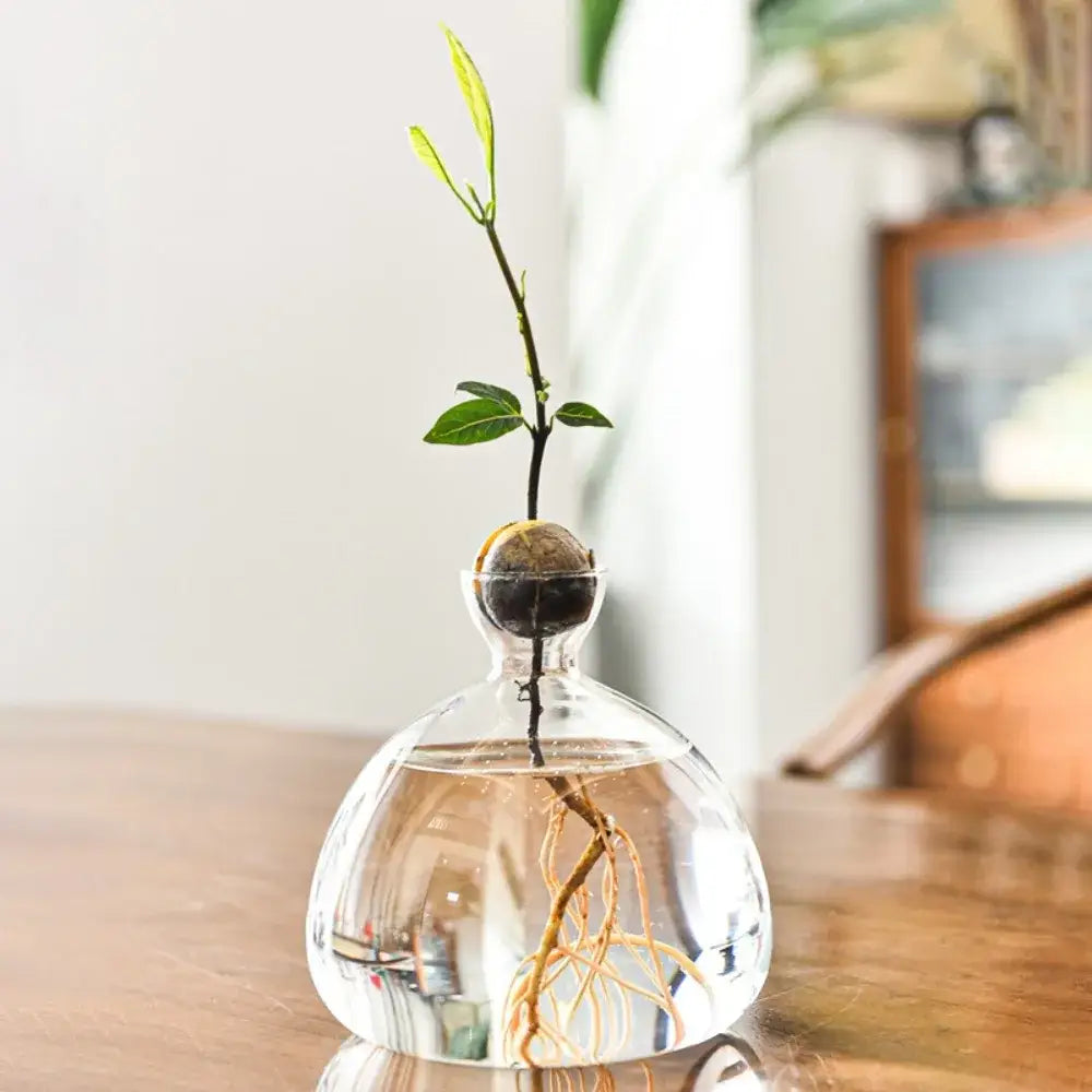 Clear glass hydroponic vase holding a young avocado seed starter with visible roots submerged in water