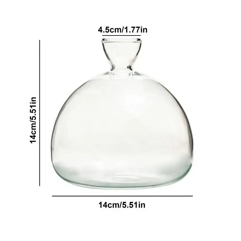 DecorBites™ Glass Avocado Seed Starter Vase Kit