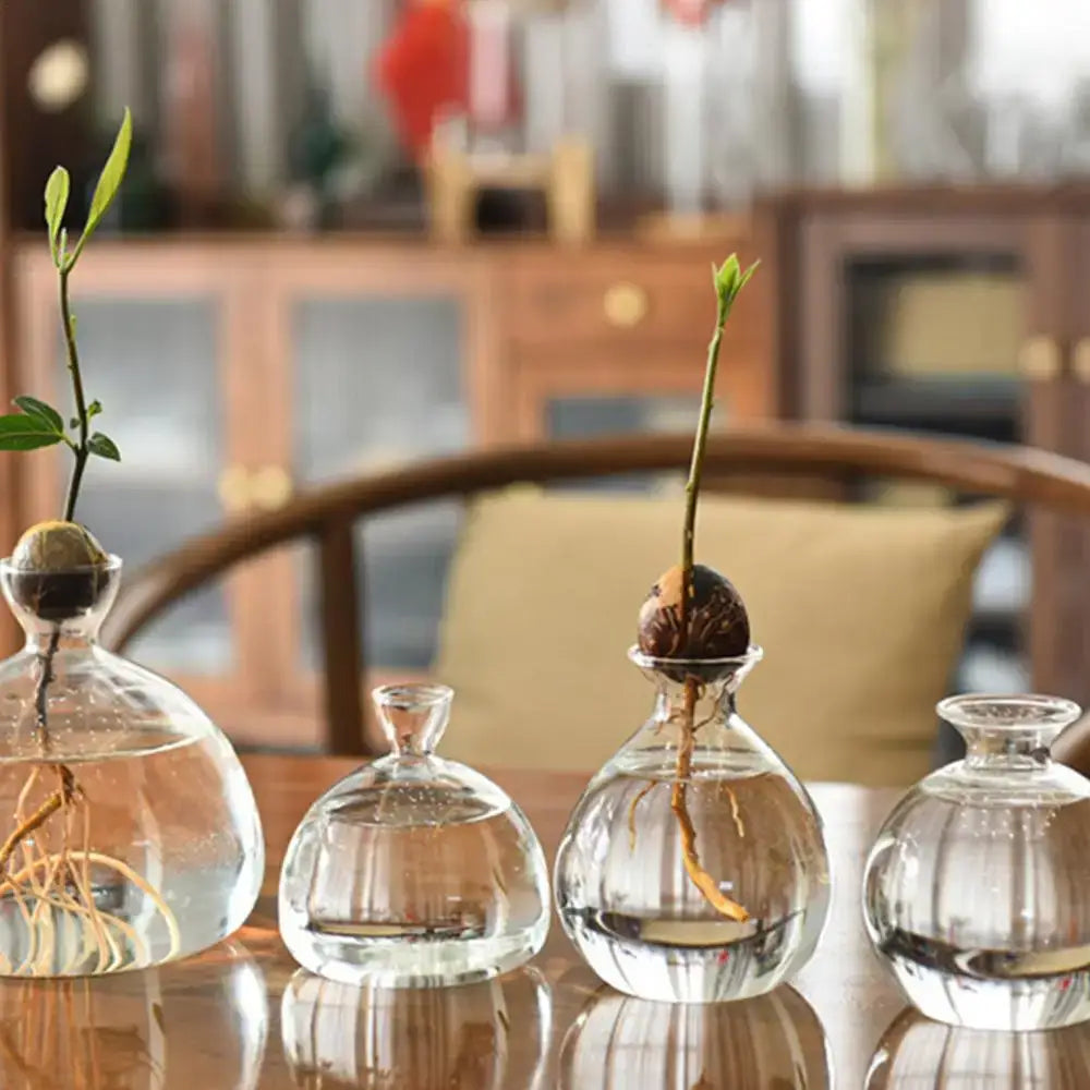 DecorBites™ Glass Avocado Seed Starter Vase Kit
