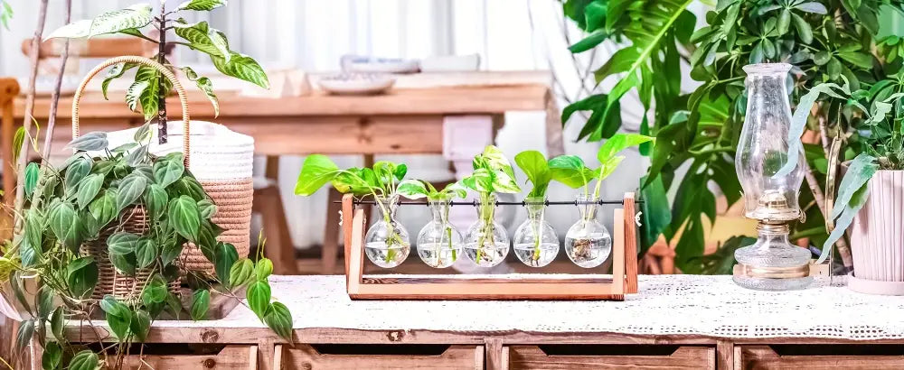 DecorBites™ Glass Planter Propagation Station with Wooden Rack