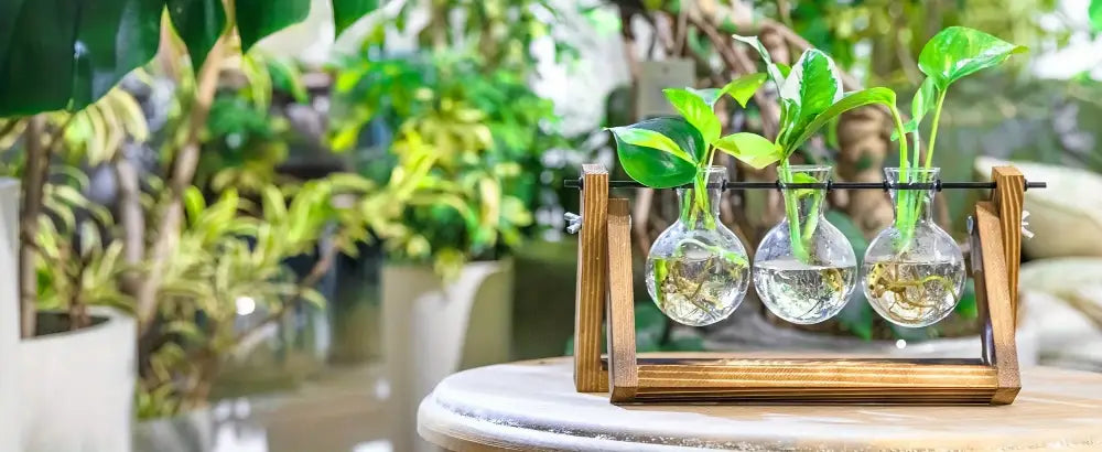 DecorBites™ Glass Planter Propagation Station with Wooden Rack