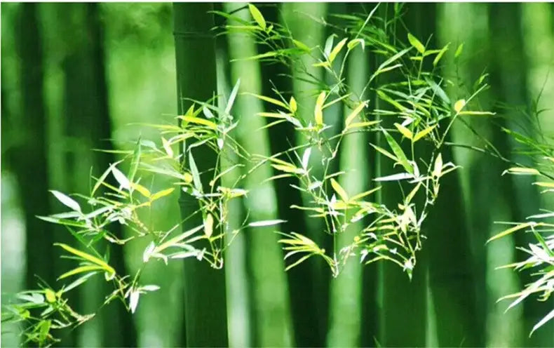 DecorBites™ Handcrafted Chinese Bamboo Pendant Lamp