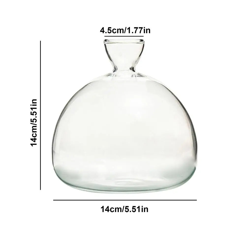 DecorBites™ "Hydroponic Avocado Seed Cultivation Vase"