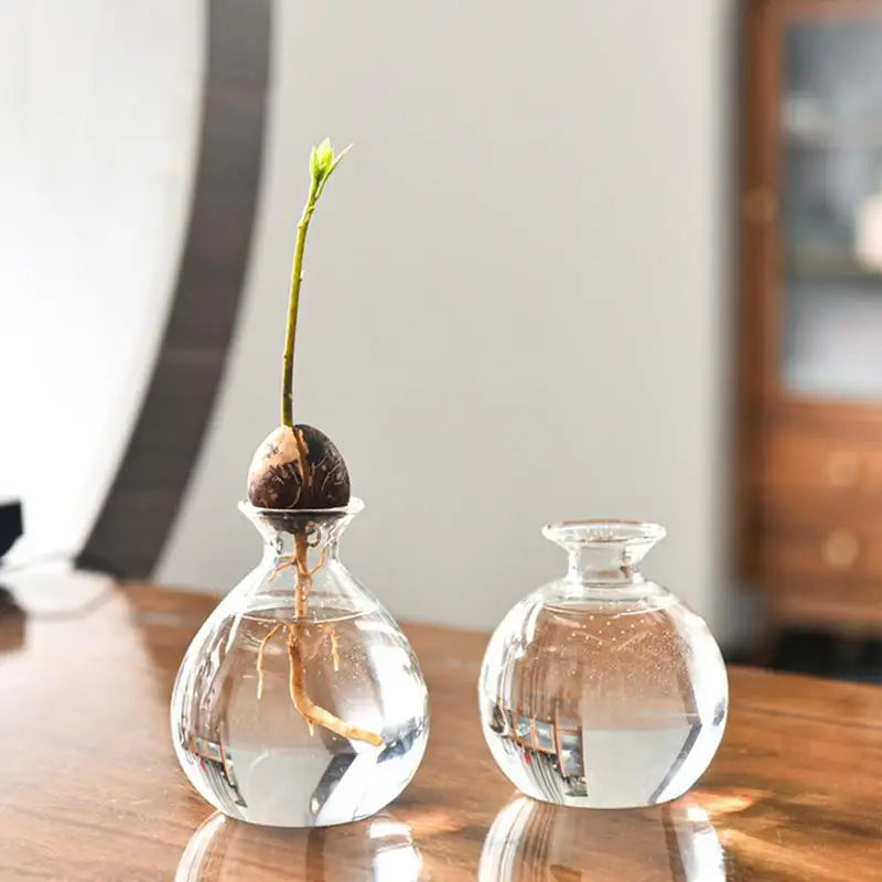 DecorBites™ "Hydroponic Avocado Seed Cultivation Vase"