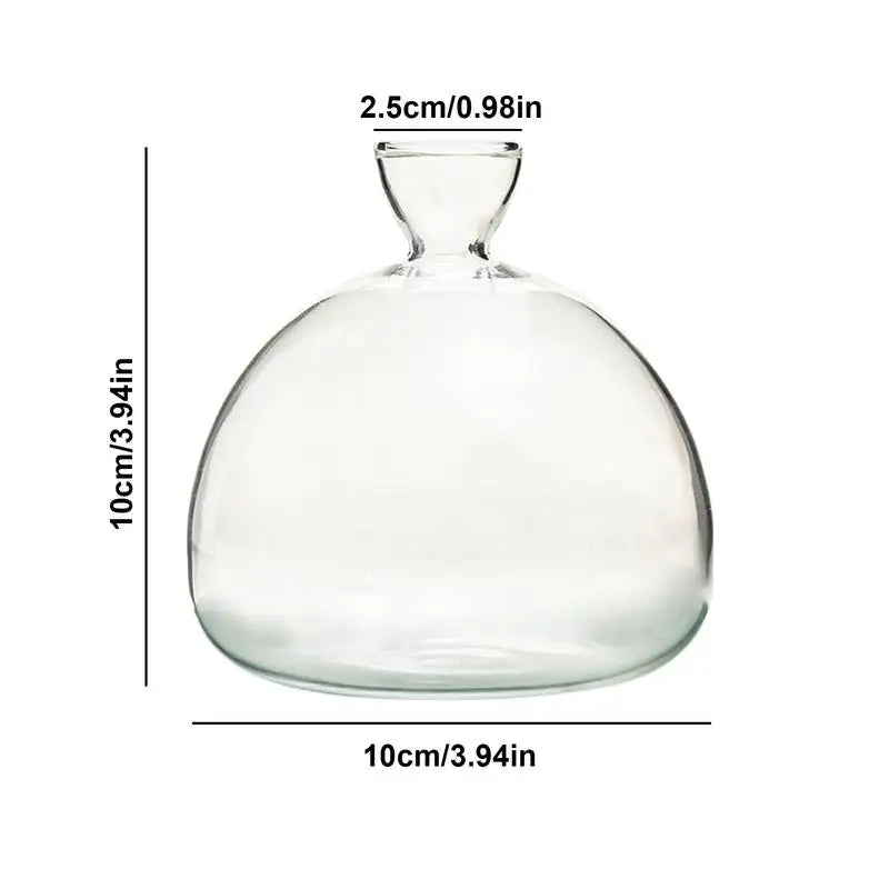 DecorBites™ "Hydroponic Avocado Seed Cultivation Vase"