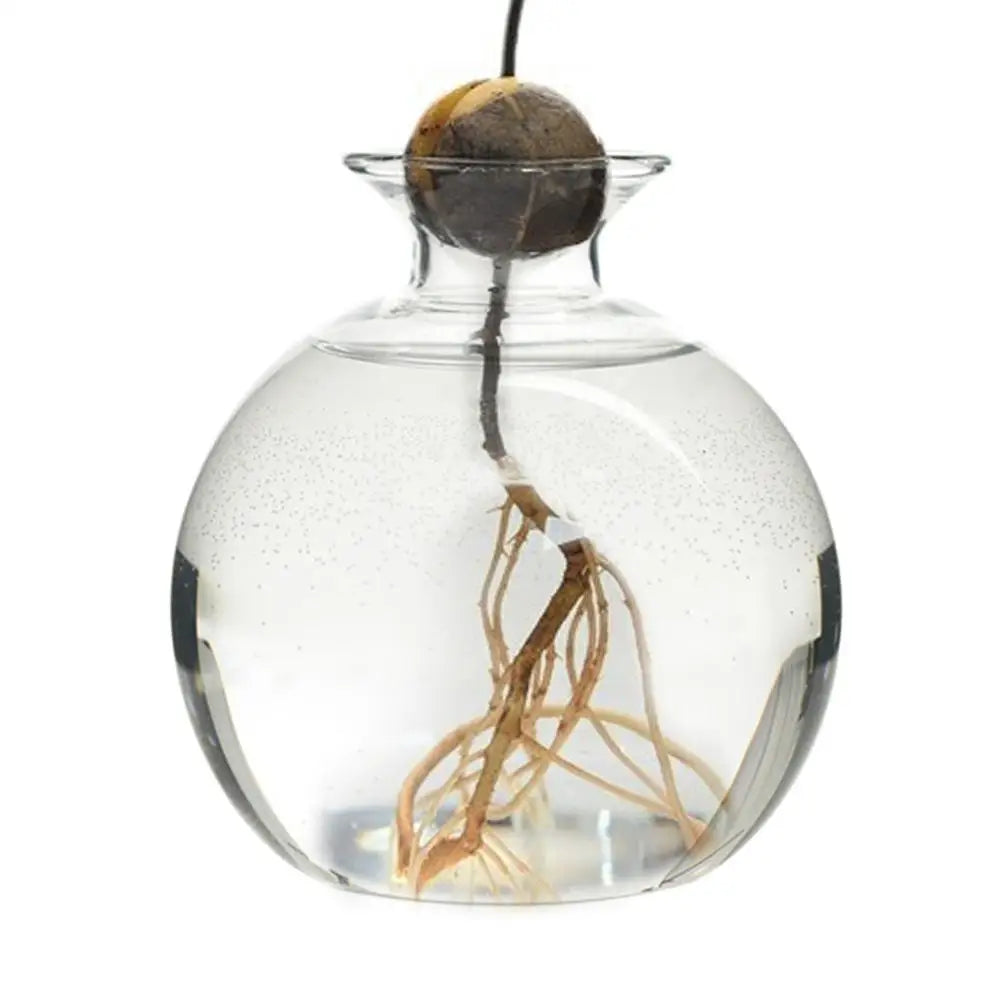 DecorBites™ "Hydroponic Avocado Seed Cultivation Vase"