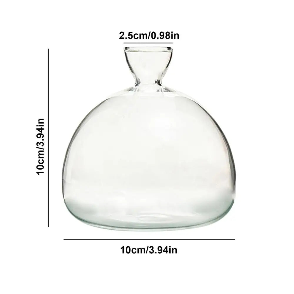 DecorBites™ "Hydroponic Avocado Seed Cultivation Vase"
