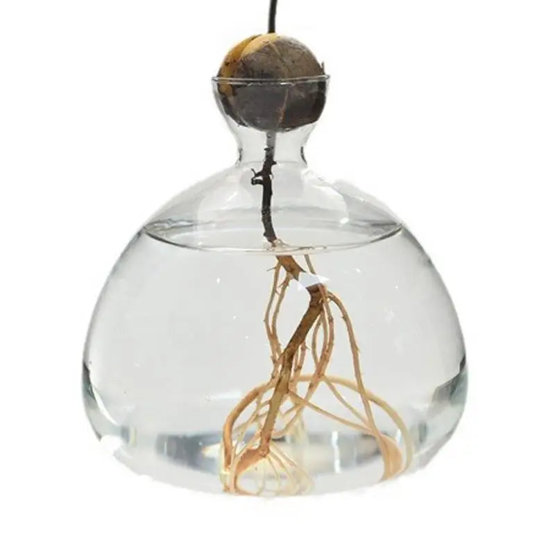 DecorBites™ "Hydroponic Avocado Seed Cultivation Vase"