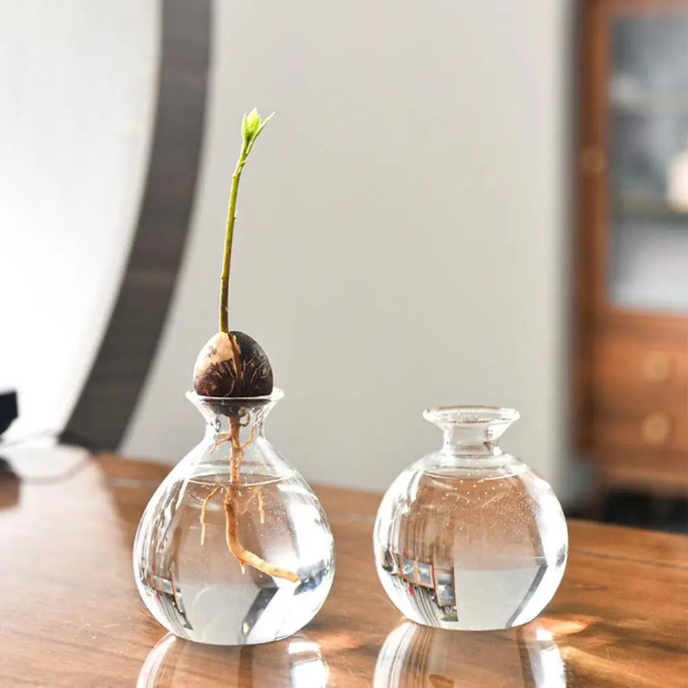 DecorBites™ "Hydroponic Avocado Seed Cultivation Vase"