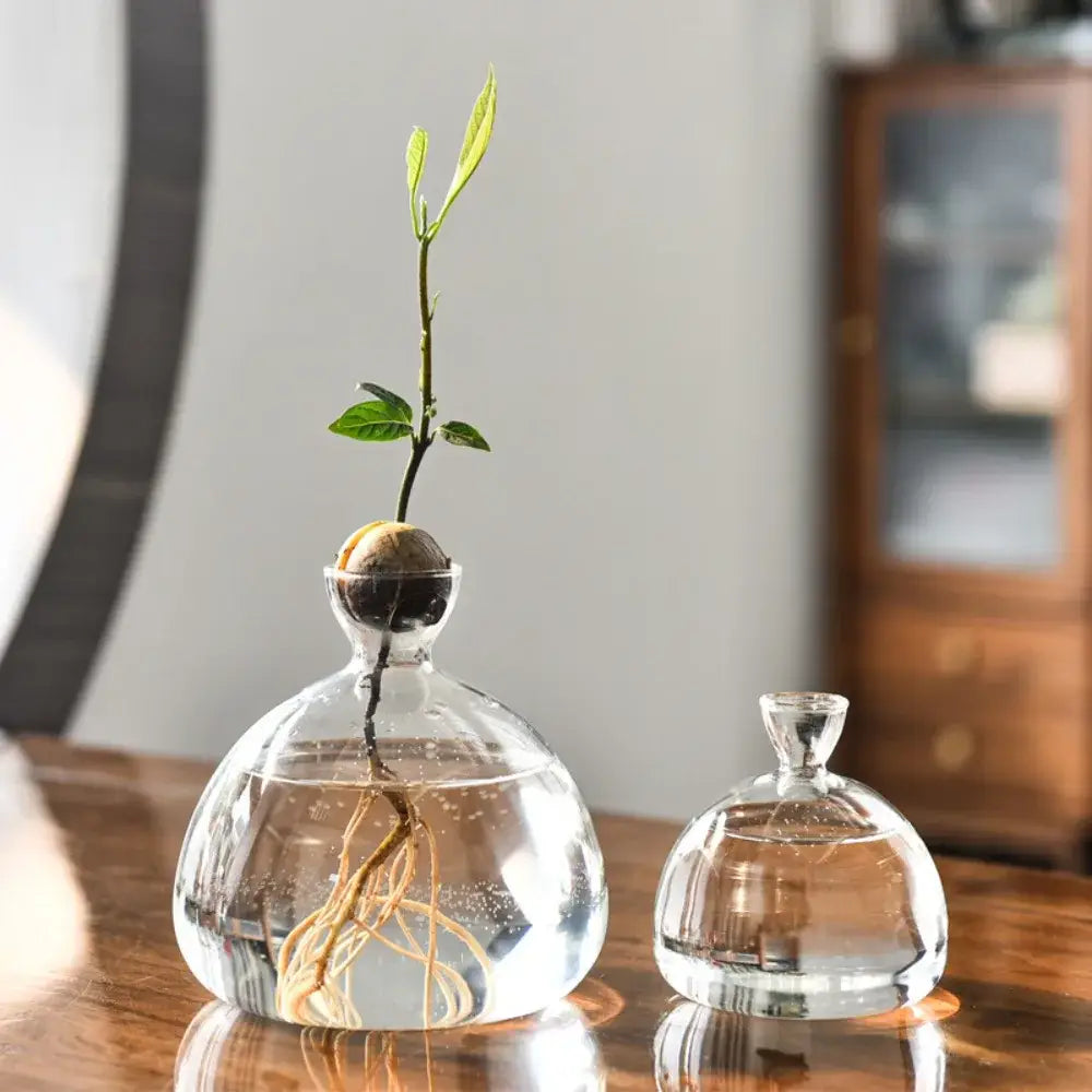 DecorBites™ Hydroponic Avocado Starter Kit - Gift-ready