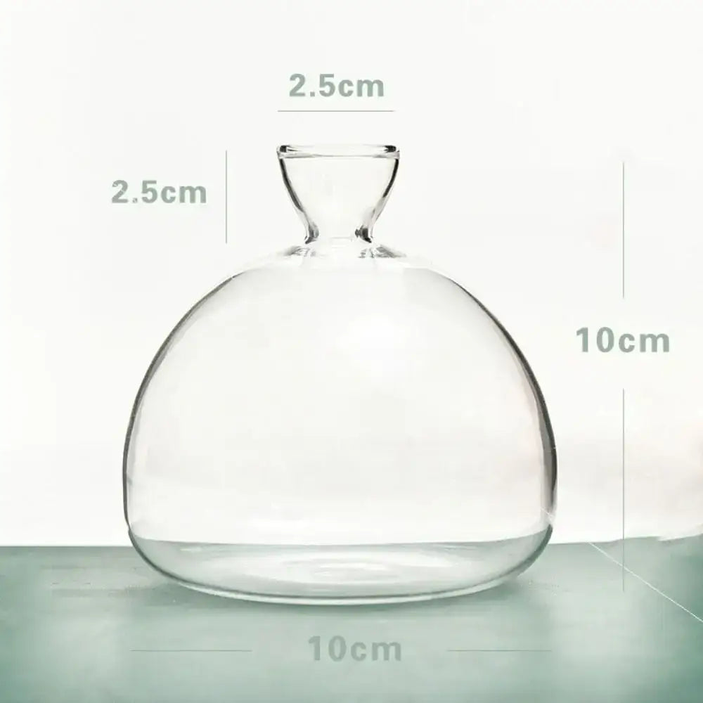 DecorBites™ Hydroponic Avocado Starter Kit - Gift-ready