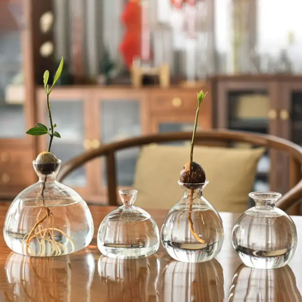 DecorBites™ Hydroponic Avocado Starter Kit - Gift-ready
