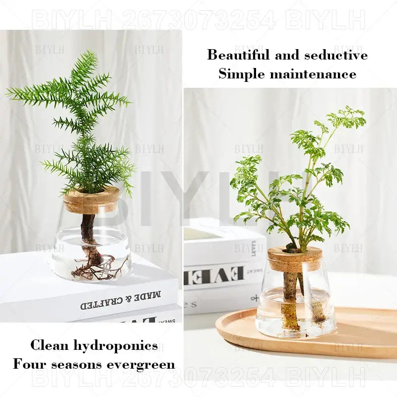 DecorBites™ hydroponic glass flower pots set of 2 with clear glass and cork lids holding small evergreen trees