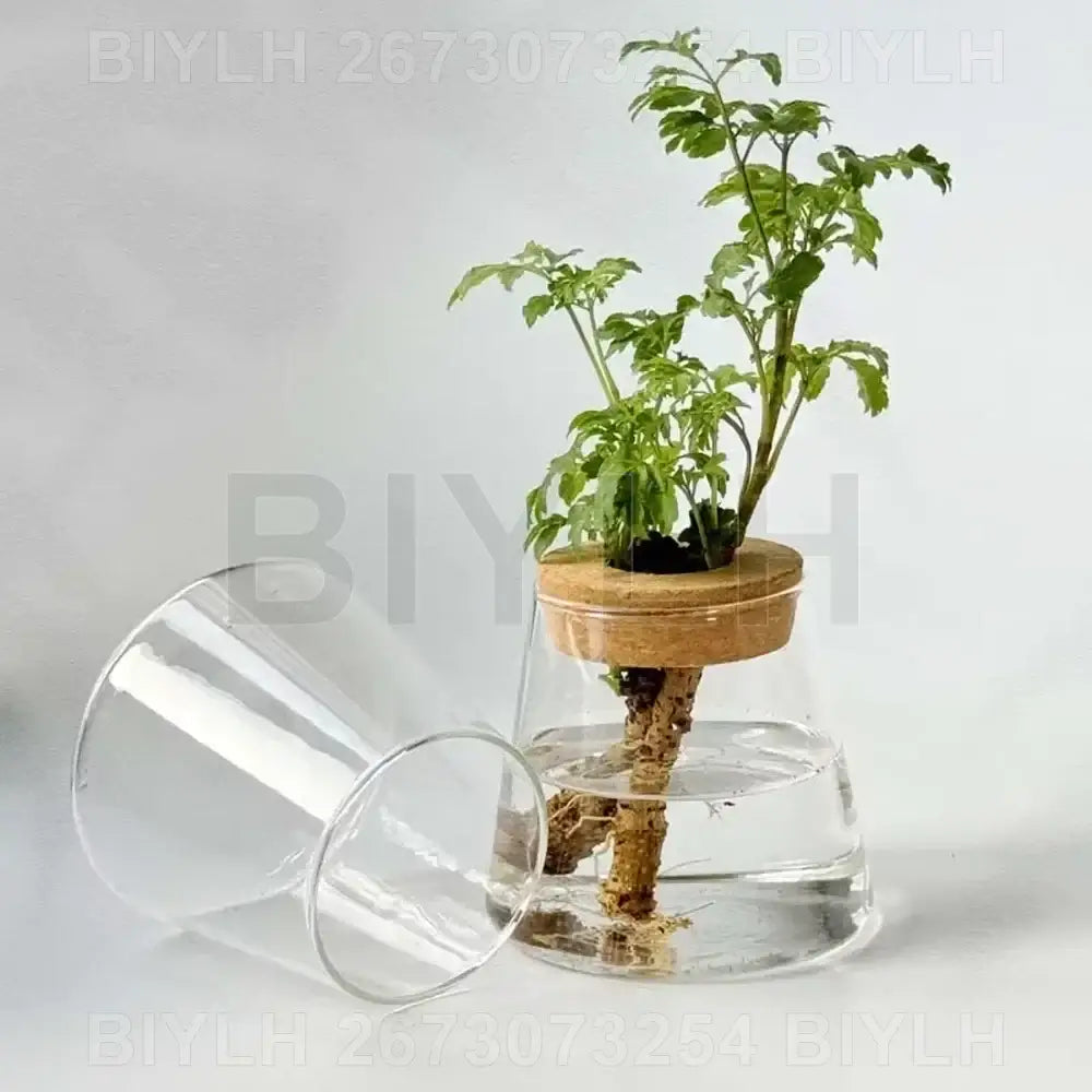 Decorbites hydroponic glass flower pots set of 2 clear glass flower pots with cork lid and green leafy plant roots