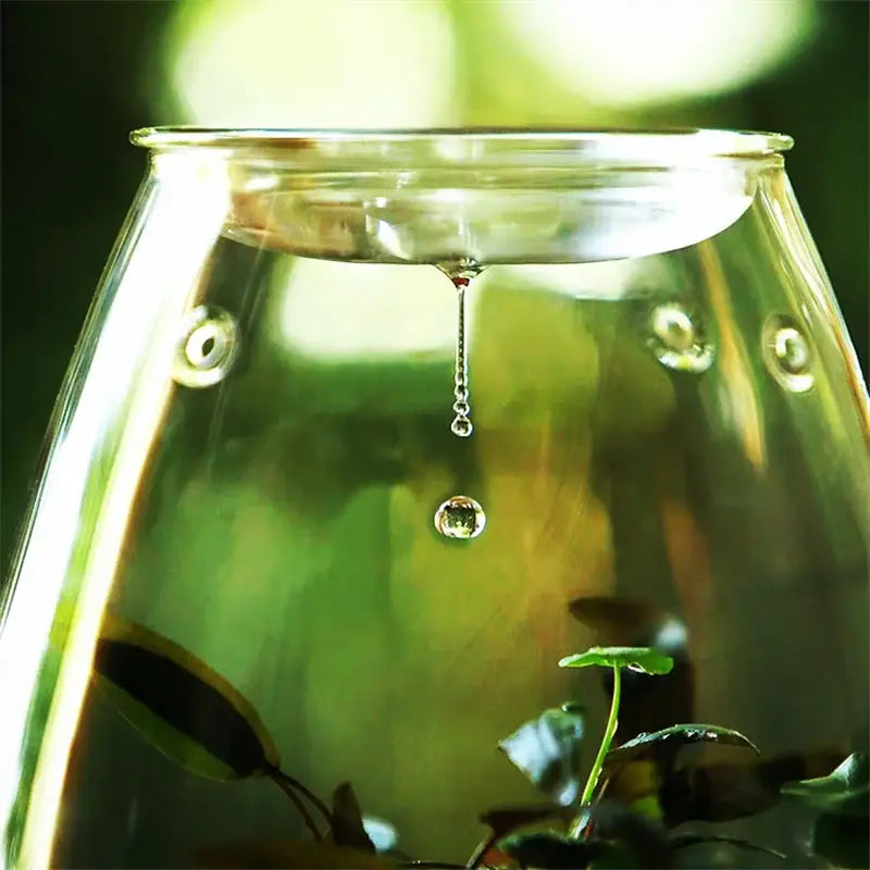 DecorBites™ Mini Glass Terrarium for Succulents and Moss