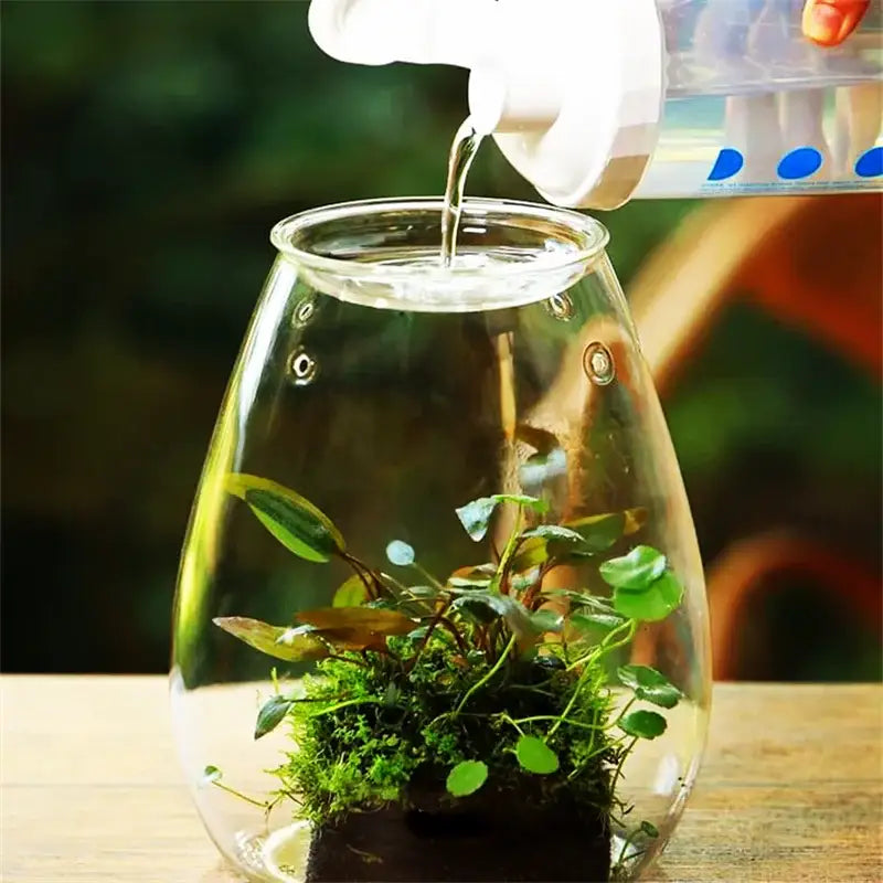 DecorBites™ Mini Glass Terrarium for Succulents and Moss