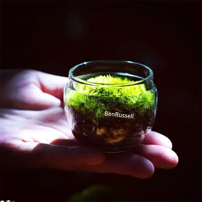 DecorBites™ Mini Moss Glass Vase Plant Terrarium