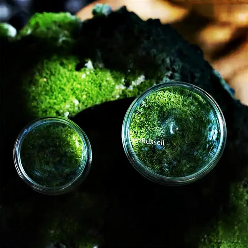 DecorBites™ Mini Moss Glass Vase Plant Terrarium