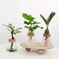 Decorbites™ mini nordic glass hydroponic planter tray with clear textured glass and wooden lids holding green plants