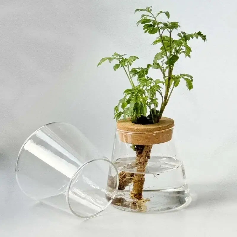 DecorBites™ Mini Nordic Glass Hydroponic Planter Tray