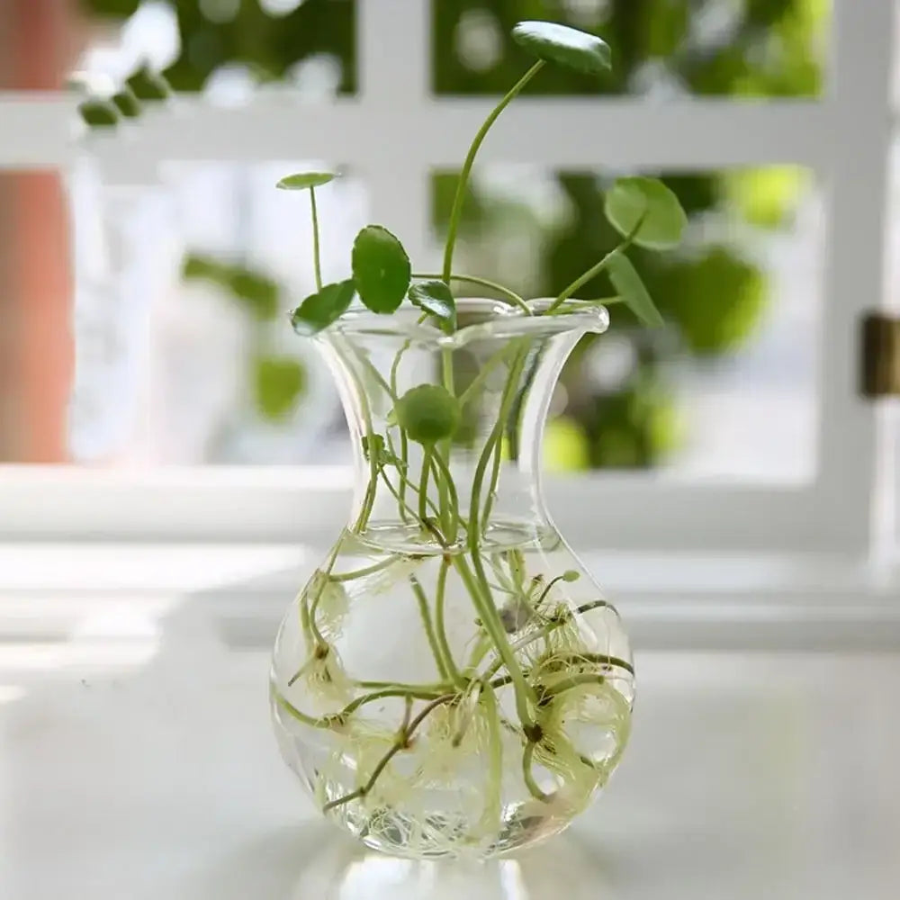 DecorBites™ Modern Glass Vase Terrarium Aquarium Decoration