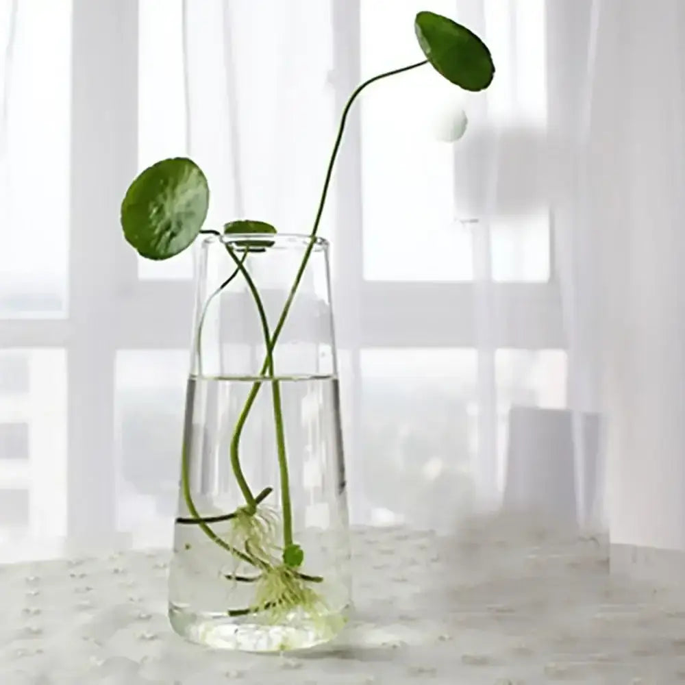 DecorBites™ Modern Glass Vase Terrarium Aquarium Decoration