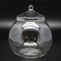 DecorBites™ Moss Ball Glass Vase for Desktop Decor