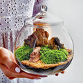 Clear glass ball glass vase with domed lid featuring vibrant green moss ball glass and brown rocks on fine sand for decor