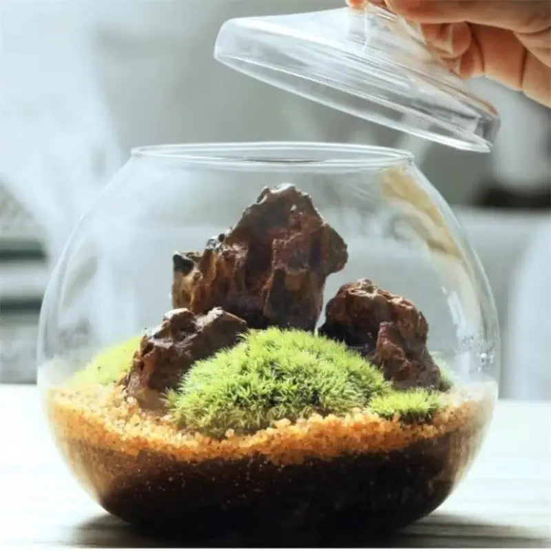 DecorBites™ Moss Ball Glass Vase for Desktop Decor