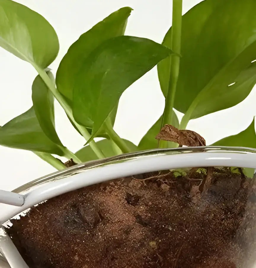 DecorBites™ Pot Pendant Planter Light