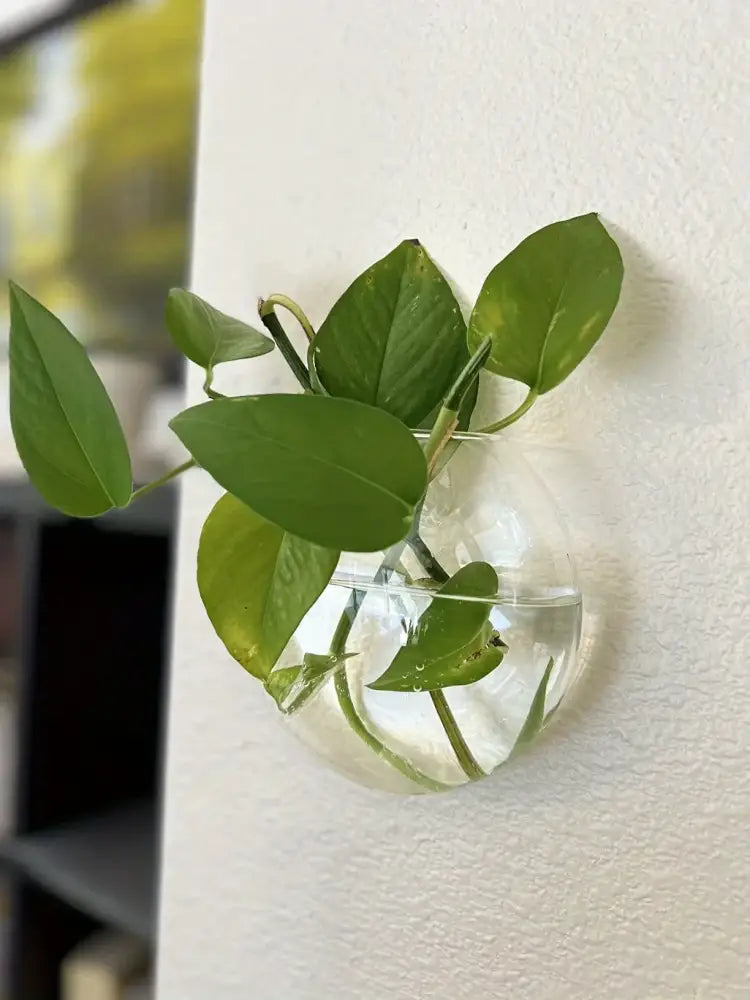 مجموعة تررم زجاجية ذاتية الري من DecorBites™ لديكور المنزل