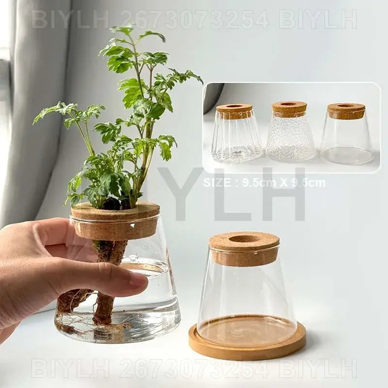 Clear glass terrarium with natural cork lid and wooden base as a small transparent glass vase for indoor decor