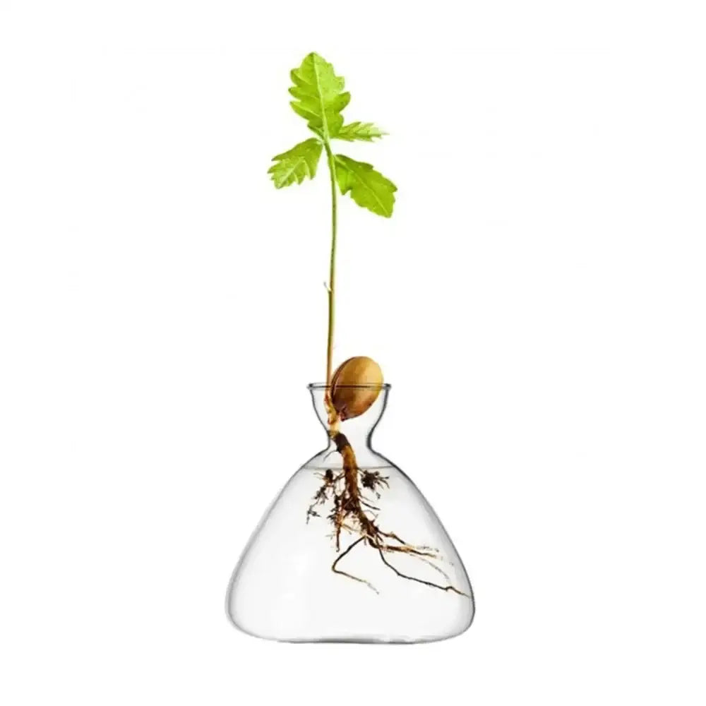 DecorBites™ Transparent Avocado Seed Starter Vase